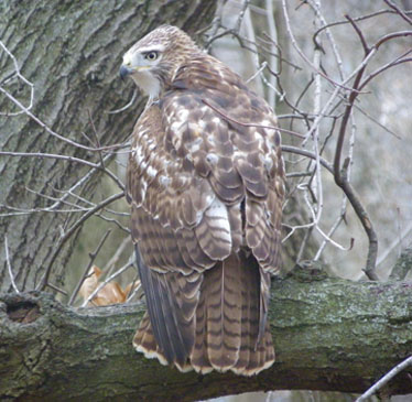 Red-tailed Hawk juv